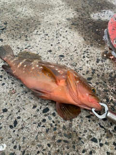 アコウの釣果