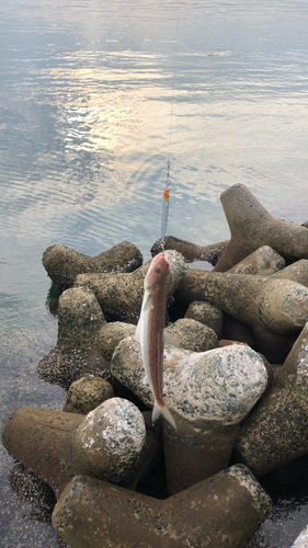 エソの釣果