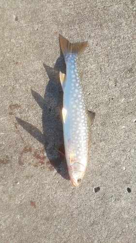 アメマスの釣果