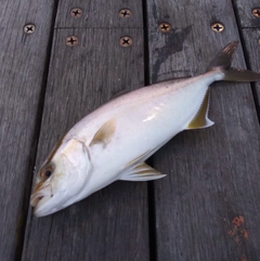 ショゴの釣果