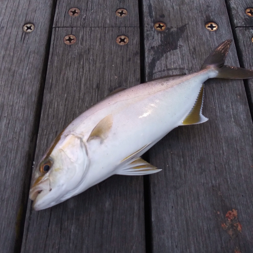 ショゴの釣果