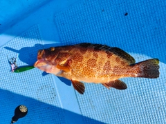 オオモンハタの釣果