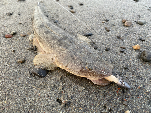 マゴチの釣果