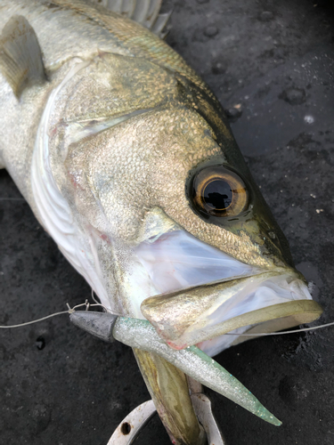 スズキの釣果