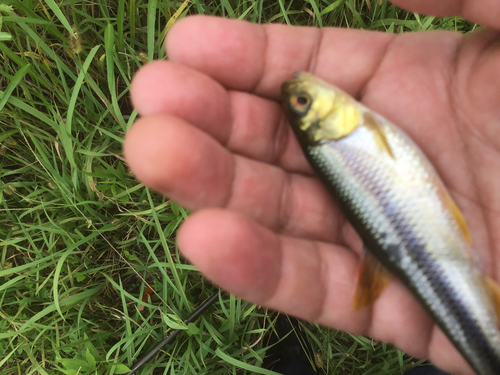 カワムツの釣果