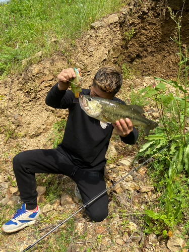 ブラックバスの釣果