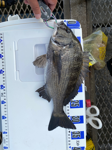 クロダイの釣果