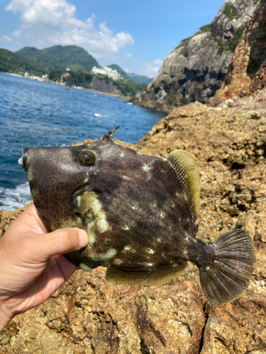 カワハギの釣果