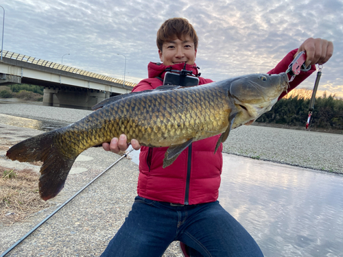 コイの釣果