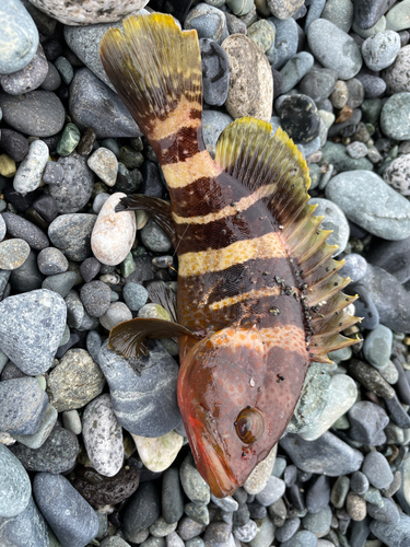 アオハタの釣果