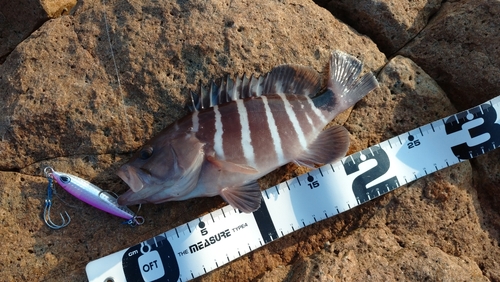 マハタの釣果