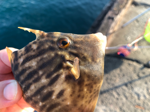 カワハギの釣果