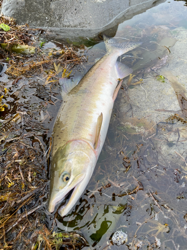 釣果