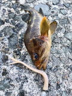 シマゾイの釣果