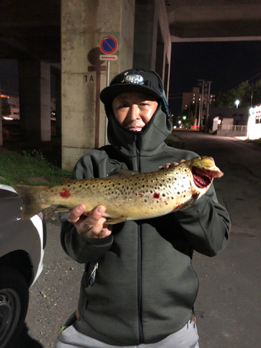 ブラウントラウトの釣果