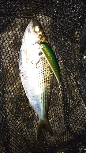 コノシロの釣果