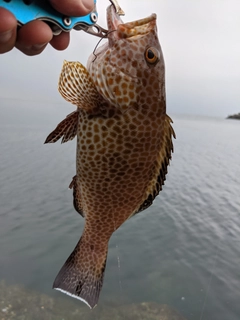 オオモンハタの釣果