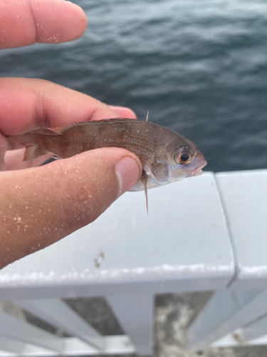 タイの釣果