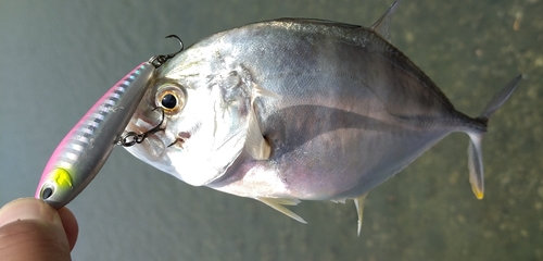 メッキの釣果