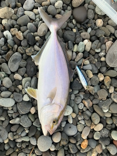 ショゴの釣果