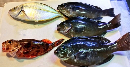 シマアジの釣果