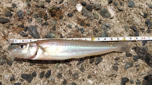 キスの釣果