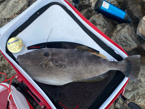 ウスバハギの釣果