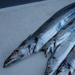 タチウオの釣果