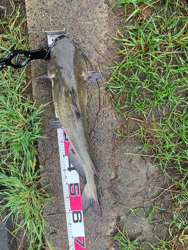 アメリカナマズの釣果