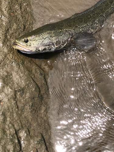 釣果