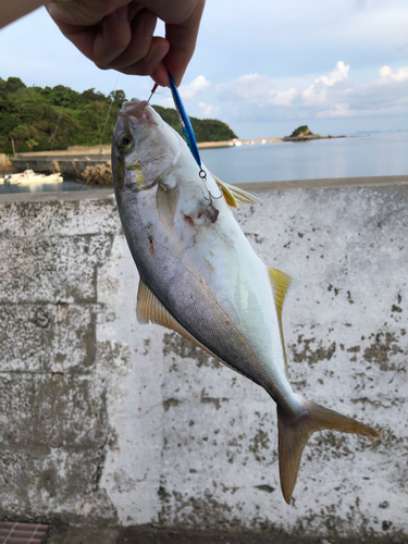 ネリゴの釣果