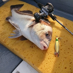 コショウダイの釣果