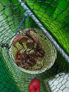 タコの釣果