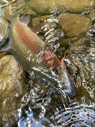 ニジマスの釣果