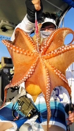 タコの釣果
