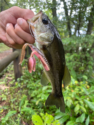 ブラックバスの釣果