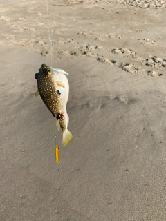 キスの釣果