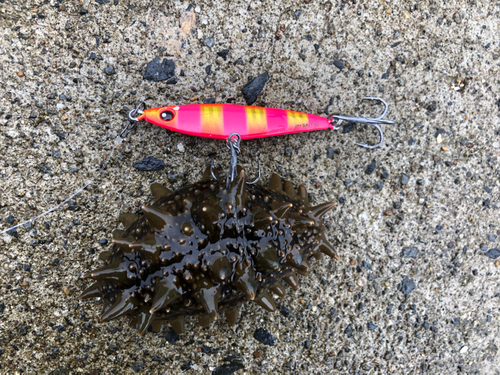 ナマコの釣果