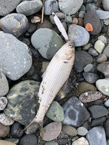 コノシロの釣果