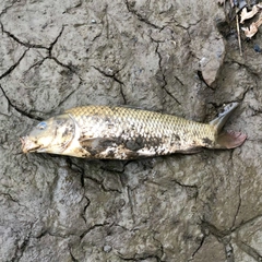 コイの釣果