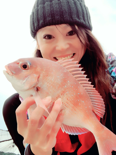 マダイの釣果