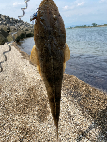 マゴチの釣果