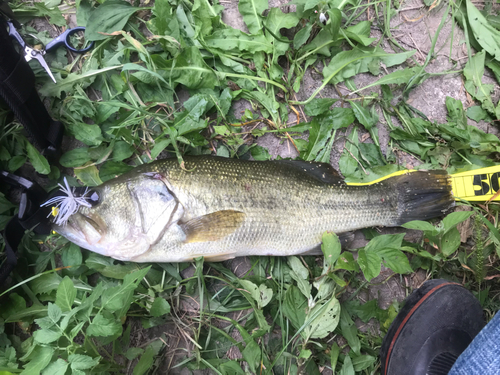 ブラックバスの釣果