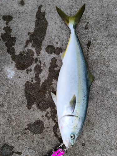 イナダの釣果