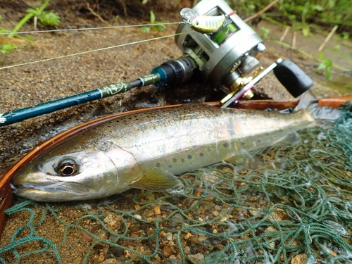 ヤマメの釣果