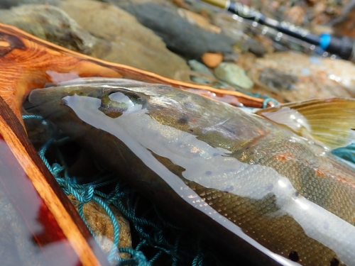 アマゴの釣果