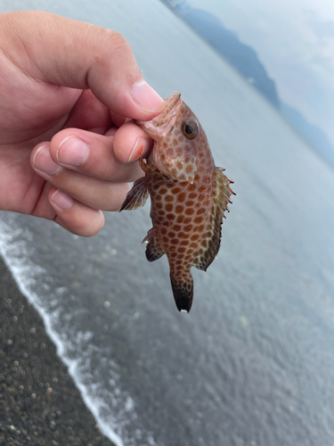 オオモンハタの釣果