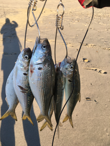 コノシロの釣果