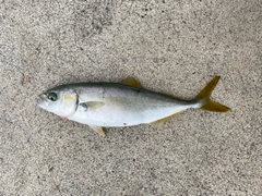 ワカシの釣果