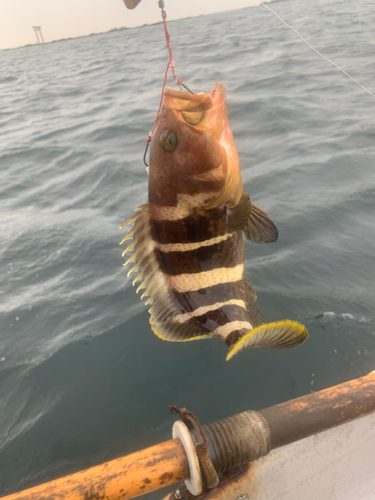 アオハタの釣果